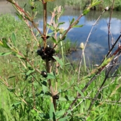 Chrysolina quadrigemina at Gordon, ACT - 12 Oct 2020