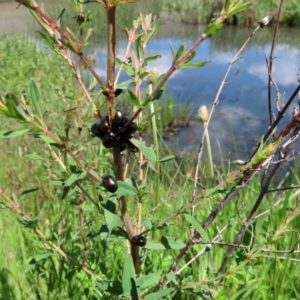 Chrysolina quadrigemina at Gordon, ACT - 12 Oct 2020