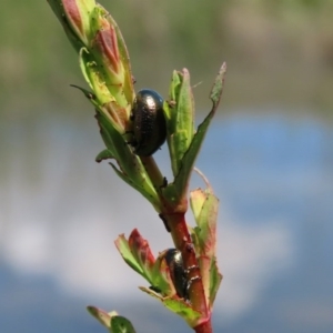 Chrysolina quadrigemina at Gordon, ACT - 12 Oct 2020