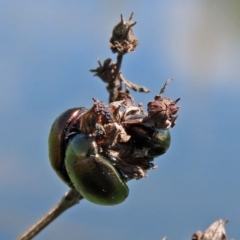 Chrysolina quadrigemina at Gordon, ACT - 12 Oct 2020