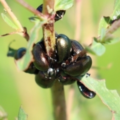 Chrysolina quadrigemina at Gordon, ACT - 12 Oct 2020