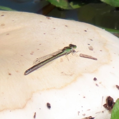 Ischnura aurora (Aurora Bluetail) at Gordon, ACT - 12 Oct 2020 by RodDeb