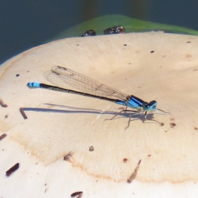 Ischnura heterosticta (Common Bluetail Damselfly) at Gordon, ACT - 12 Oct 2020 by RodDeb