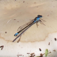 Ischnura heterosticta at Gordon, ACT - 12 Oct 2020