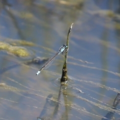 Ischnura heterosticta at Gordon, ACT - 12 Oct 2020