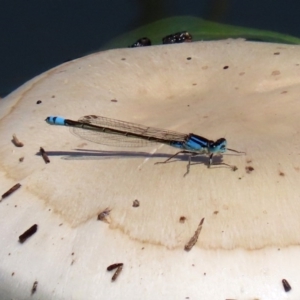 Ischnura heterosticta at Gordon, ACT - 12 Oct 2020