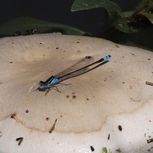 Ischnura heterosticta at Gordon, ACT - 12 Oct 2020