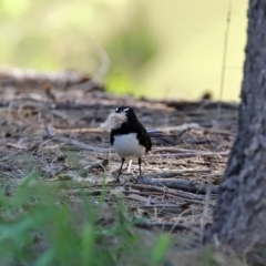 Rhipidura leucophrys (Willie Wagtail) at Tuggeranong DC, ACT - 12 Oct 2020 by RodDeb