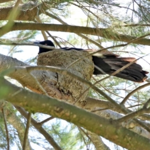 Corcorax melanorhamphos at Gordon, ACT - 12 Oct 2020