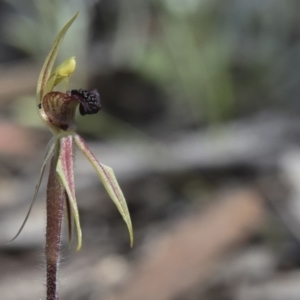 Caladenia actensis at Hackett, ACT - 28 Sep 2020