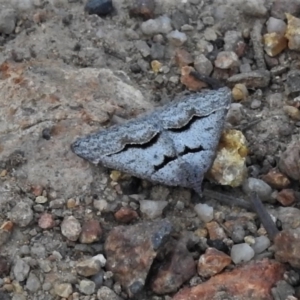 Dichromodes atrosignata at Coree, ACT - 12 Oct 2020