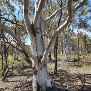 Eucalyptus mannifera at Gundaroo, NSW - 13 Oct 2020 03:45 PM