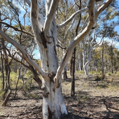 Eucalyptus mannifera (Brittle Gum) at Gundaroo, NSW - 13 Oct 2020 by Gunyijan