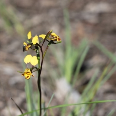 Diuris nigromontana (Black Mountain Leopard Orchid) at Aranda, ACT - 12 Oct 2020 by Tammy
