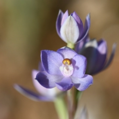 Thelymitra sp. (A Sun Orchid) at Albury - 13 Oct 2020 by ghardham