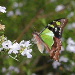 Graphium macleayanum (Macleay's Swallowtail) at Acton, ACT - 13 Oct 2020 by TimL