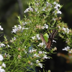 Graphium macleayanum at Acton, ACT - 13 Oct 2020