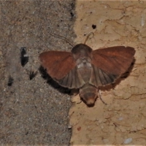 Leucania obusta at Wanniassa, ACT - 12 Oct 2020