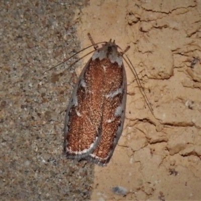 Euchaetis rhizobola (A Concealer moth (Wingia group)) at Wanniassa, ACT - 12 Oct 2020 by JohnBundock