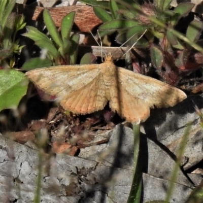 Scopula rubraria (Reddish Wave, Plantain Moth) at Coree, ACT - 12 Oct 2020 by JohnBundock