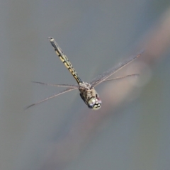 Hemicordulia tau (Tau Emerald) at Gordon, ACT - 12 Oct 2020 by RodDeb