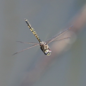 Hemicordulia tau at Gordon, ACT - 12 Oct 2020