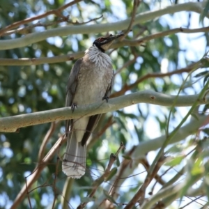 Philemon corniculatus at Tuggeranong DC, ACT - 12 Oct 2020