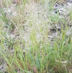 Aira elegantissima (Delicate Hairgrass) at Dunlop Grasslands - 13 Oct 2020 by trevorpreston