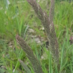 Holcus lanatus (Yorkshire Fog) at Dunlop Grasslands - 13 Oct 2020 by trevorpreston