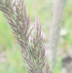 Holcus lanatus at Fraser, ACT - 13 Oct 2020