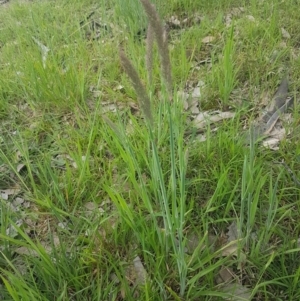 Holcus lanatus at Fraser, ACT - 13 Oct 2020