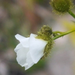 Drosera gunniana at Fraser, ACT - 13 Oct 2020