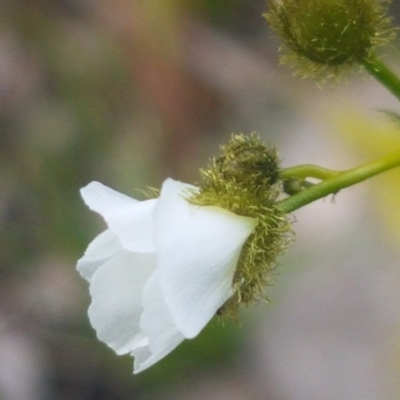 Drosera gunniana (Pale Sundew) at Fraser, ACT - 13 Oct 2020 by tpreston