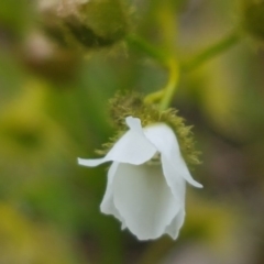 Drosera gunniana at Fraser, ACT - 13 Oct 2020