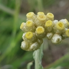 Pseudognaphalium luteoalbum (Jersey Cudweed) at Fraser, ACT - 13 Oct 2020 by tpreston