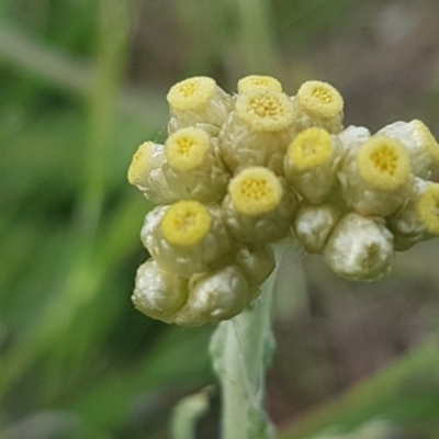 Pseudognaphalium luteoalbum (Jersey Cudweed) at Fraser, ACT - 13 Oct 2020 by tpreston