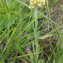 Pseudognaphalium luteoalbum at Fraser, ACT - 13 Oct 2020