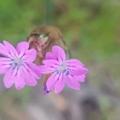 Petrorhagia nanteuilii (Proliferous Pink, Childling Pink) at Fraser, ACT - 13 Oct 2020 by trevorpreston