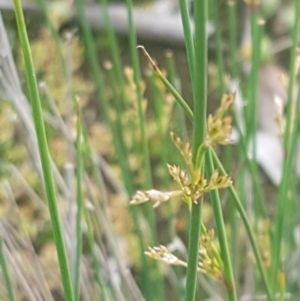 Juncus sp. at Dunlop, ACT - 13 Oct 2020 04:51 PM