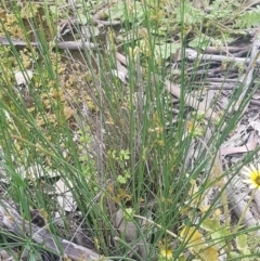 Juncus sp. at Dunlop, ACT - 13 Oct 2020 04:51 PM