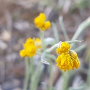 Chrysocephalum apiculatum at Fraser, ACT - 13 Oct 2020