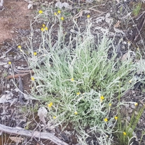 Chrysocephalum apiculatum at Fraser, ACT - 13 Oct 2020