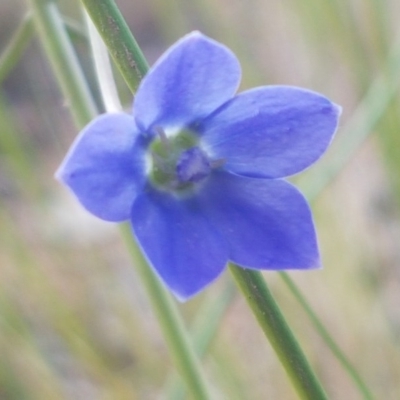 Wahlenbergia multicaulis (Tadgell's Bluebell) at Dunlop Grasslands - 13 Oct 2020 by tpreston