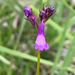 Linaria pelisseriana at Bruce, ACT - 12 Oct 2020