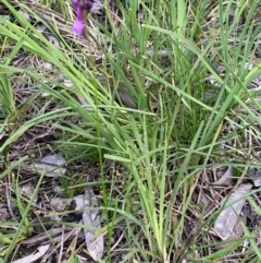 Linaria pelisseriana at Bruce, ACT - 12 Oct 2020