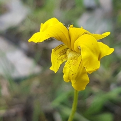 Goodenia pinnatifida (Scrambled Eggs) at Dunlop Grasslands - 13 Oct 2020 by tpreston