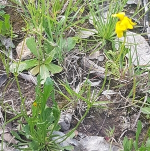 Goodenia pinnatifida at Fraser, ACT - 13 Oct 2020