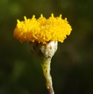 Leptorhynchos squamatus at Fraser, ACT - 13 Oct 2020