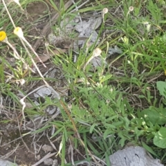 Leptorhynchos squamatus at Fraser, ACT - 13 Oct 2020