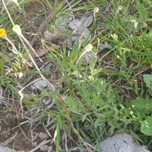 Leptorhynchos squamatus at Fraser, ACT - 13 Oct 2020